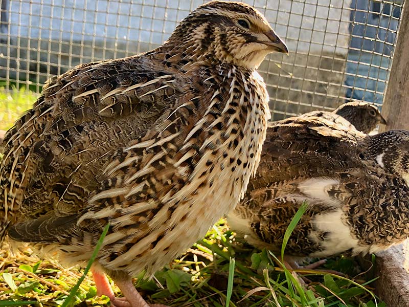 Bio Wachtel-Eierabo - jedä Mittwoch z'Wolfenschiessen