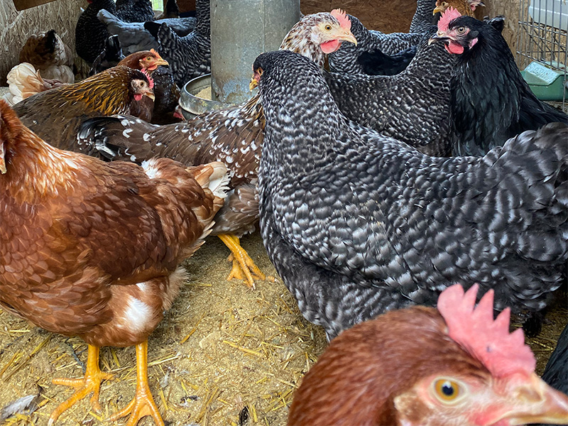 Bio-Eierabo - jedä Mittwoch z'Wolfenschiessen